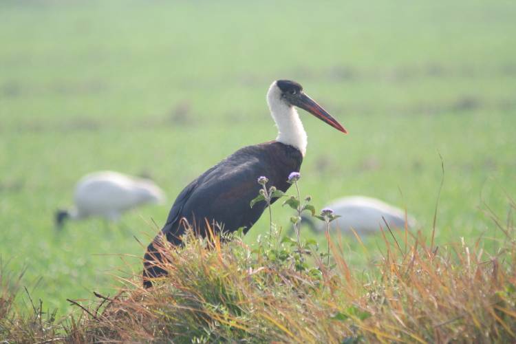 Woolly-necked Stork