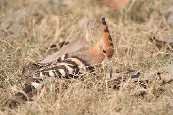 Hoopoe