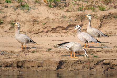 Bar-headed Goose