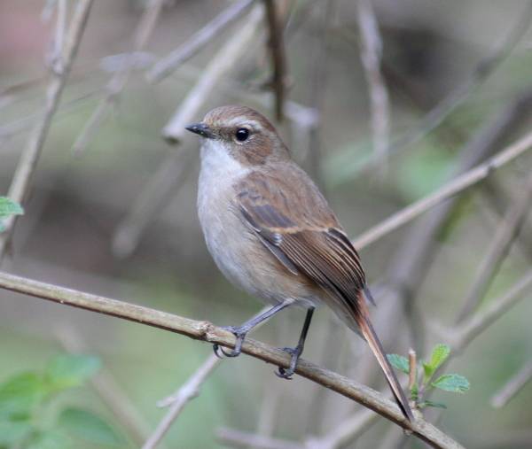 Grey Bushchat