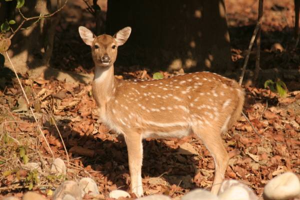 Chital [Spotted Deer]