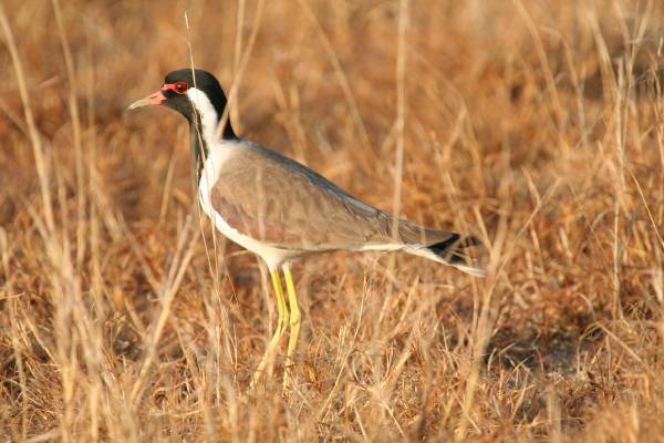 Red Wattled Lapwing