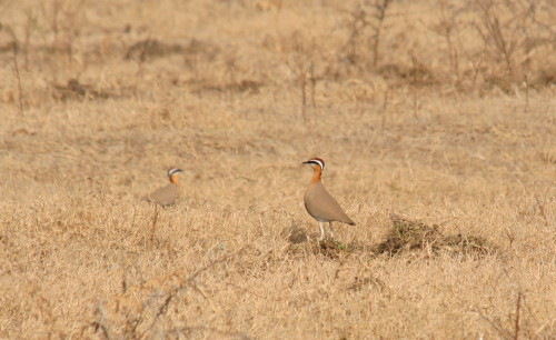 Indian Courser
