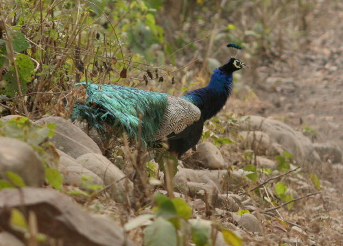 Indian Peafowl