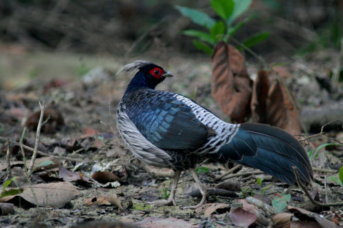 Kalij Pheasant