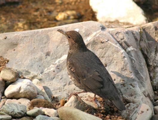 Long-billed Thrush