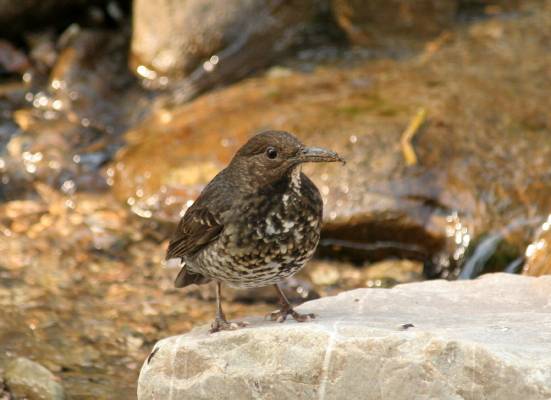 Long-billed Thrush