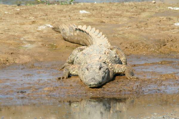Mugger Crocodile