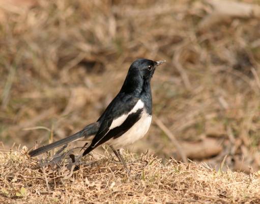 Oriental Magpie Robin