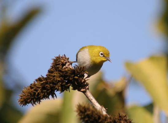 Oriental White-eye