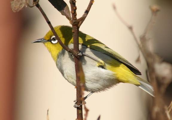 Oriental White-eye