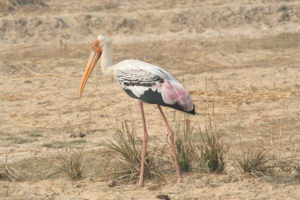 Painted Stork
