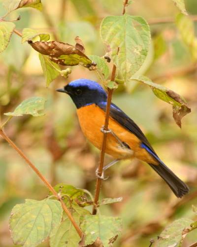 Rufous-bellied Niltava