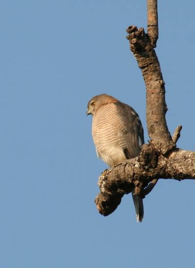 Sparrowhawk
