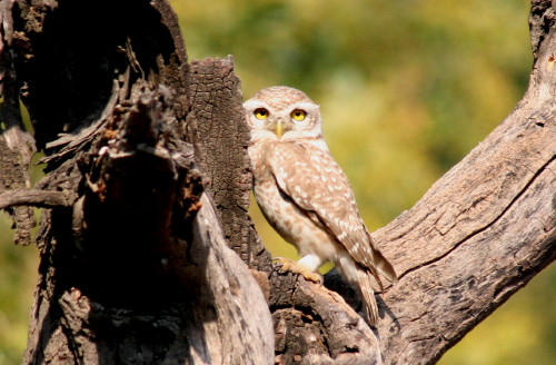 Spotted Owlet