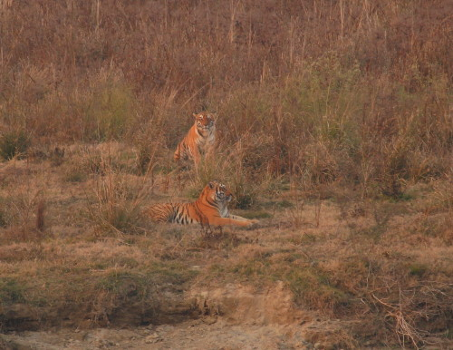 Pair of Tigers