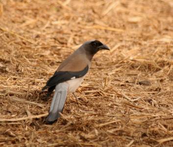Grey Treepie