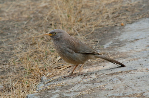 Jungle Babbler