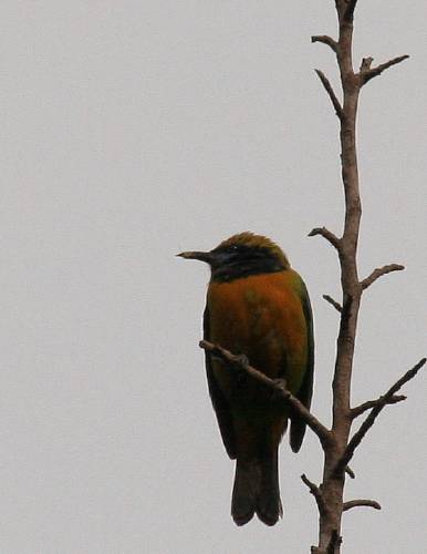 Orange-bellied Leafbird