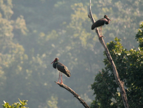 Black Stork