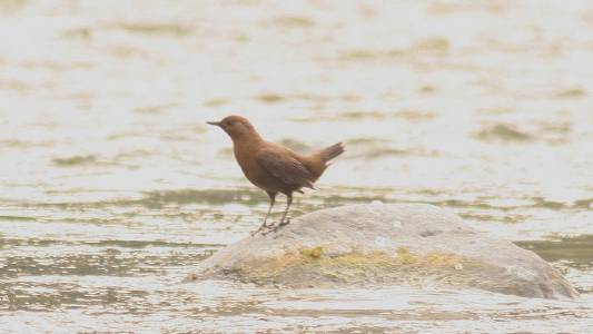 Brown Dipper