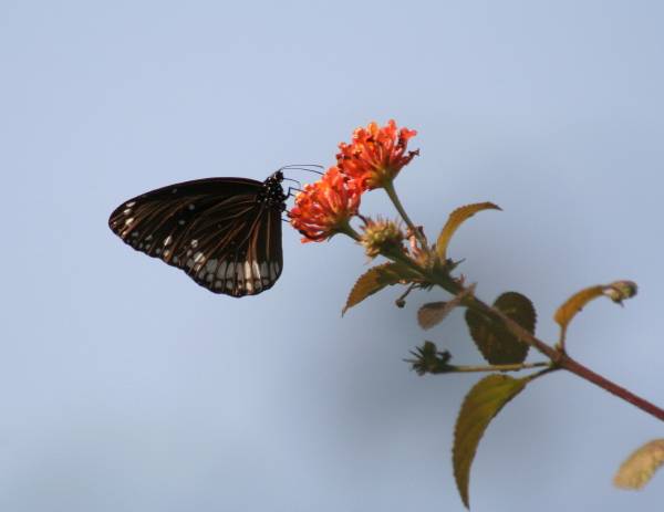 Common Indian Crow  Butterfly