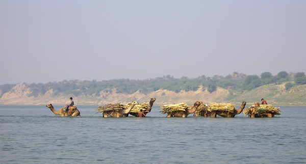 Camels on the Chambal
