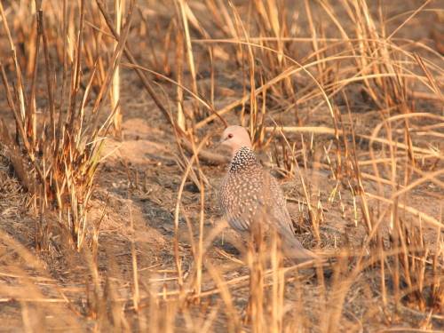 Spotted Dove