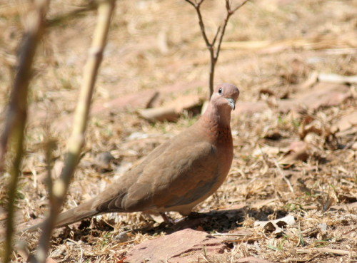 Laughing Dove