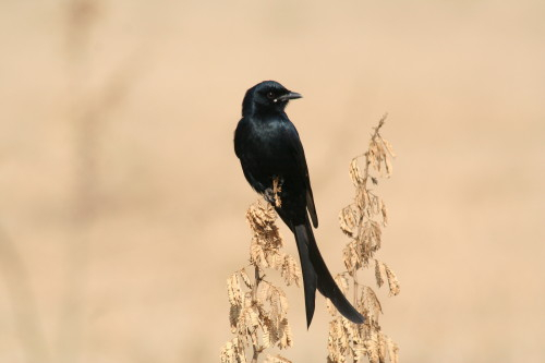 Black Drongo