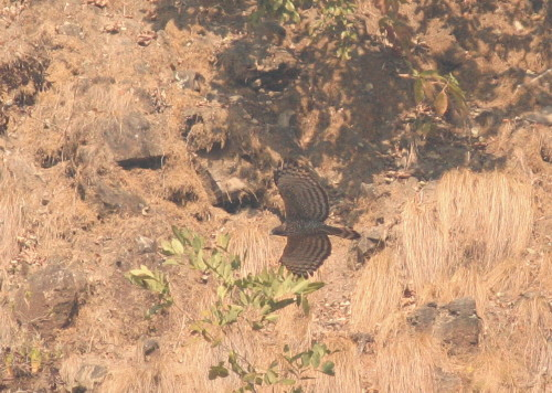 Mountain Hawk Eagle