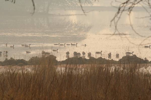 Early morning at Sultanpur