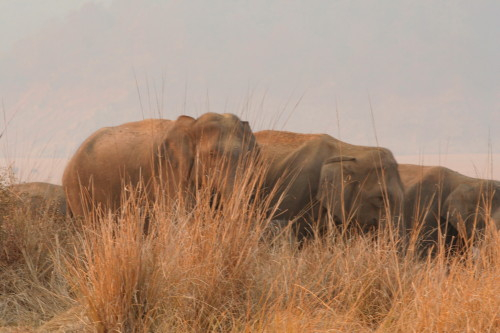 Wild Elephant at Corbet NP