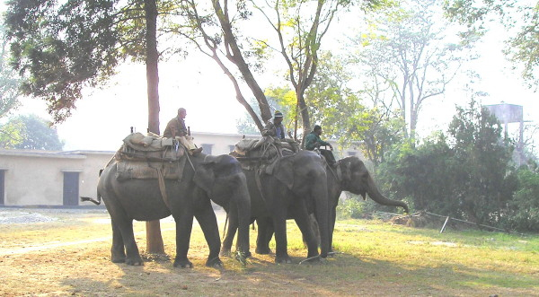 Elephants ready for daily safari