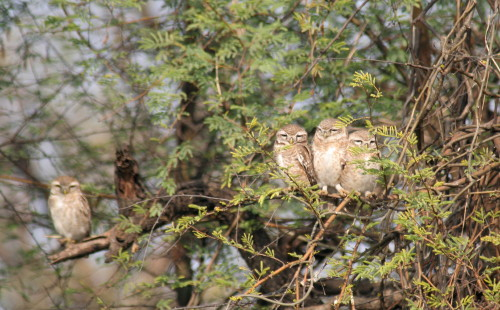 Spotted Owlets