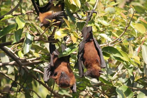 Fruitbats