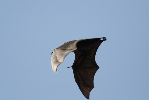 Fruitbat