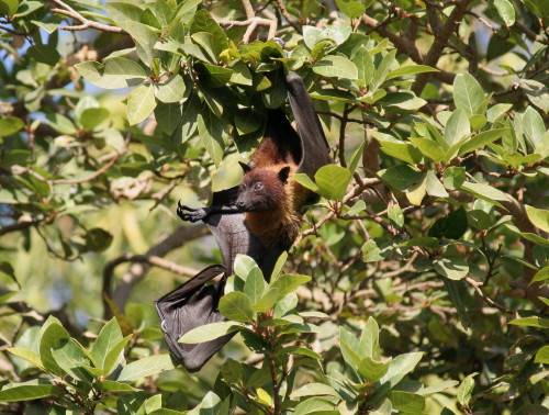 Fruitbat