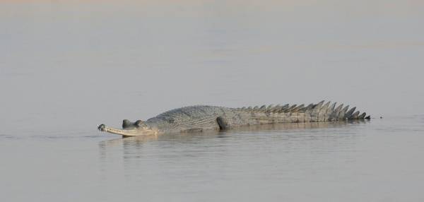 Garial Crocodile
