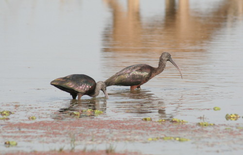 Glossy Ibis