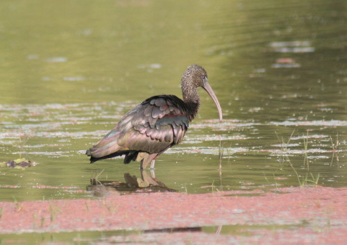 Glossy Ibis