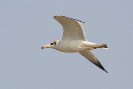 Pallas's Gull