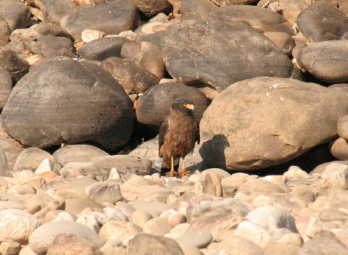Crested Serpent Eagle