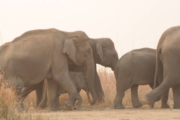 Herd of wild elephant