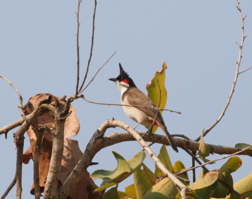 Red-whiskered Bulbul