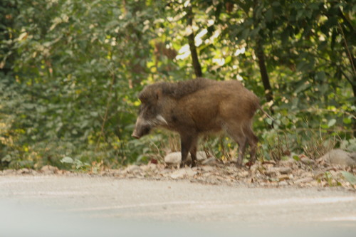 Wild Boar