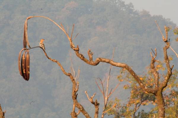 Hoopoe in tree