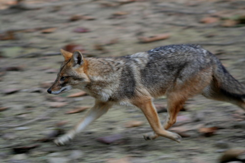 Jackal