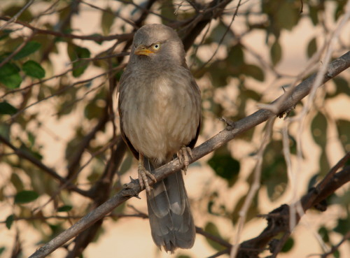 Jungle Babbler