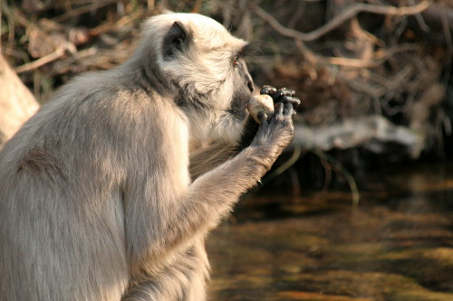 languar Monkey